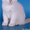 Очаровательные котята - Изображение #2, Объявление #378510