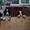 Продам щенков Бернского зенненхунда - Изображение #2, Объявление #9998