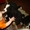 Продам щенков Бернского зенненхунда - Изображение #3, Объявление #9998