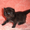 Персидские и экзотические котята #58301