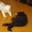 Персидские и экзотические котята - Изображение #1, Объявление #58301