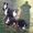 породистые щенки Бернского Зенненхунда - Изображение #1, Объявление #102987