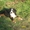 породистые щенки Бернского Зенненхунда - Изображение #2, Объявление #102987