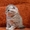 шотландские плюшевые вислоухие котятки - Изображение #6, Объявление #223012