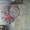 Stels спортивный велосипед - Изображение #1, Объявление #278844