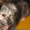 Найдена собака, дворняжка, помесный, молодой кобелек - Изображение #1, Объявление #335001