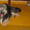 Найдена собака,  дворняжка,  помесный,  молодой кобелек #335001