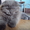 Котёнок скоттиш фолд - Изображение #1, Объявление #697174