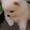 Шпиц щенки белого и бело-рыжего окраса - Изображение #2, Объявление #691813