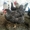 Цыплят породы Моравская тигровая (Чехия) - Изображение #3, Объявление #1037369