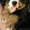 Бернский зенненхунд, щенки - Изображение #2, Объявление #1105418