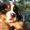 Бернский зенненхунд, щенки - Изображение #4, Объявление #1105418