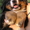 Бернский зенненхунд, щенки - Изображение #5, Объявление #1105418