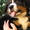 Бернский зенненхунд, щенки - Изображение #7, Объявление #1105418