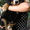 Бернский зенненхунд, щенки - Изображение #8, Объявление #1105418