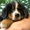 Бернский зенненхунд, щенки - Изображение #9, Объявление #1105418