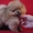 Милые собачки миниатюрного померанского шпица. - Изображение #1, Объявление #1511633