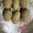 картофель семенной оптом от 20 тонн - Изображение #2, Объявление #1531970