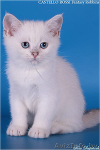 Очаровательные котята - Изображение #2, Объявление #378510