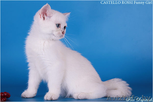 Очаровательные котята - Изображение #3, Объявление #378510