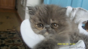 Экзотических и персидских котят  - Изображение #1, Объявление #5791