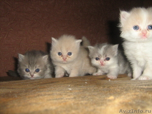 персидские котята мальчики - Изображение #1, Объявление #42389