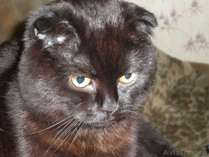 Пропал черный шотландский вислоухий  кот. - Изображение #1, Объявление #74378