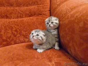 шотландские плюшевые вислоухие котятки - Изображение #5, Объявление #223012