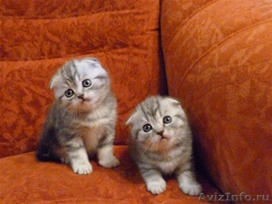 шотландские плюшевые вислоухие котятки - Изображение #2, Объявление #223012