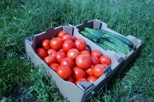 тепличные овощи: томат и огурец - Изображение #1, Объявление #278708