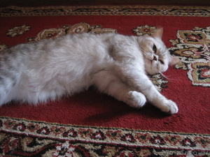 Отдам в хорошие руки замечательную персидскую кошечку - Изображение #1, Объявление #382518