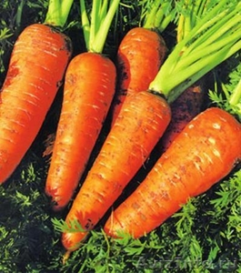 Оптовая продажа Моркови. - Изображение #1, Объявление #395892