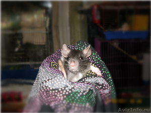 прдам очаровательнах крысят - Изображение #4, Объявление #410241