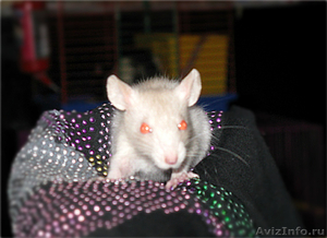 прдам очаровательнах крысят - Изображение #1, Объявление #410241