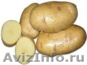 продам семенной картофель из Белоруссии в Воронеже - Изображение #2, Объявление #1315239