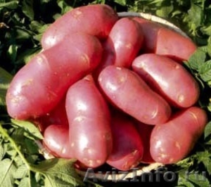 продам семенной картофель из Белоруссии в Воронеже - Изображение #1, Объявление #1315239