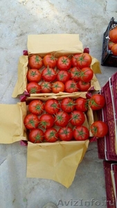 помидоры  без  посредников - Изображение #2, Объявление #1438728
