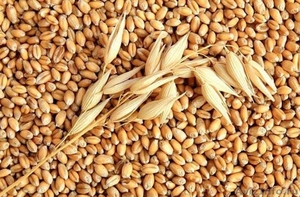 Закупаем Пшеницу Фураж - Изображение #1, Объявление #1483823