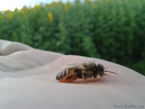 Продаются пчелосемьи - Изображение #1, Объявление #1401305