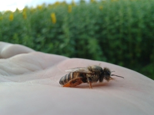 Продаются пчелосемьи - Изображение #1, Объявление #1652670
