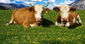 Коровы мясных пород живым весом на убой.  - Изображение #1, Объявление #1685235